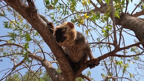 White-headed lemur Eulemur albifrons on tree, 4K video footage Stock Footage 220951040