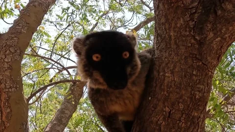White-headed lemur Eulemur albifrons on tree, 4K video footage Stock Footage 220955156