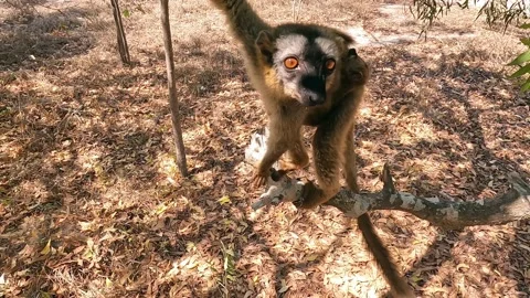 White-headed lemur Eulemur albifrons on tree, 4K video footage Stock Footage 220955784