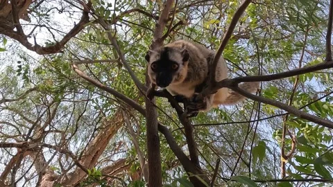 White-headed lemur Eulemur albifrons on tree, 4K video footage Видео 220957194