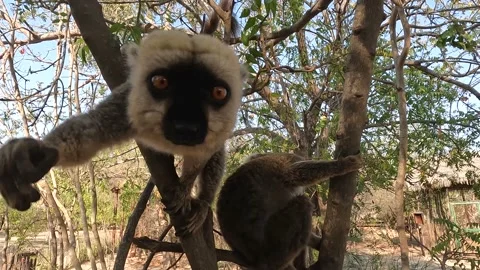 White-headed lemur Eulemur albifrons on tree, 4K video footage Stock Footage 220984646