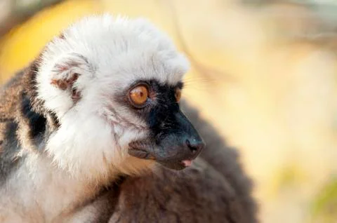 White-headed lemur Stock Photos