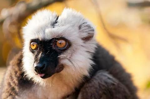 White-headed lemur Stock Photos