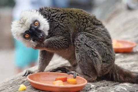 White-headed lemur Stock Photos