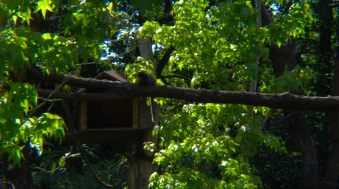 White headed marmoset in the forest Stock Footage 66207001