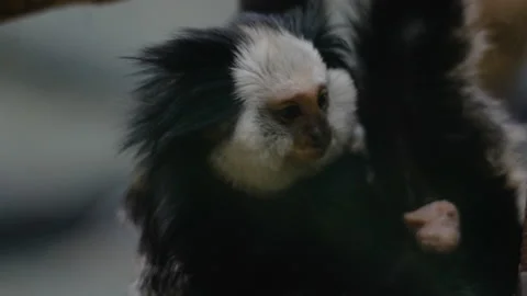 White-headed marmoset is hanging on a tree branch 스톡 동영상 137097928