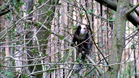 White headed marmoset sitting between branches Stock Footage 93542963