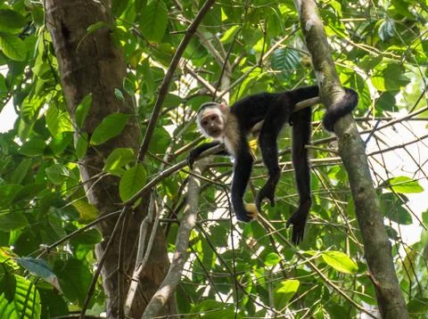 White-headed monkey with a fruit in  Corcovado Stock Photos