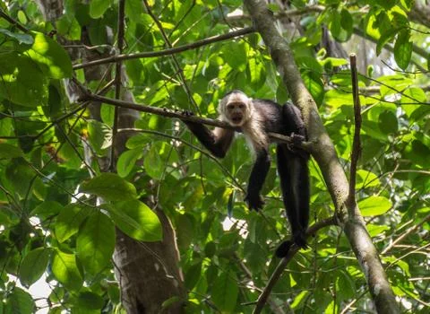 White-headed monkey with a fruit in  Corcovado Foto stock