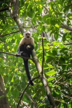 White-headed monkey with a fruit in  Corcovado Stock-Fotos