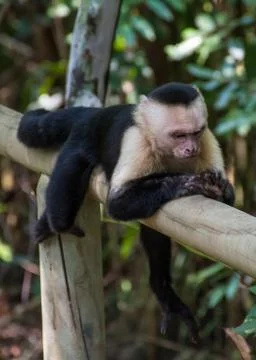 White headed monkey natty and resting Stock Photos