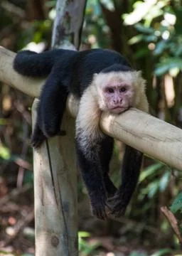 White headed monkey resting Stock Photos
