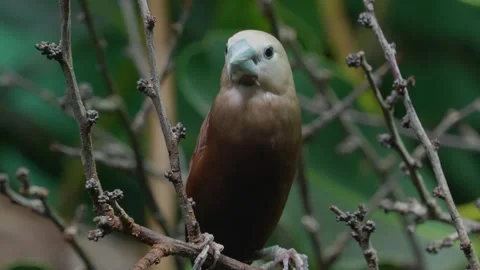 A white headed munia bird Stock Footage 271208826