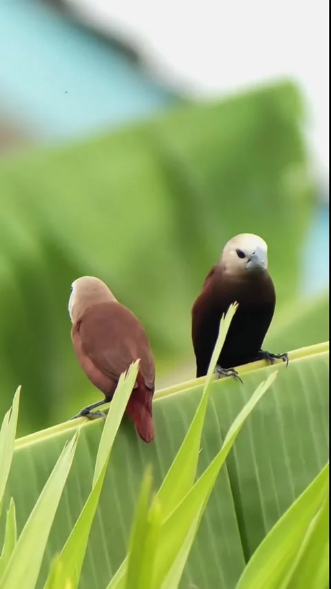White-headed-munia-birds-on-leaf-nature Video stock 328962638