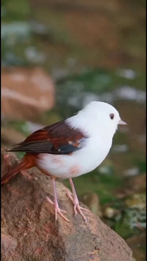 A White-headed Munia standing on a stone in nature Video stock 347640087