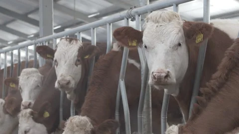 White - headed purebred cows Stock Footage 232384634