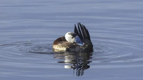 White-headed rowing duck Stock Photos