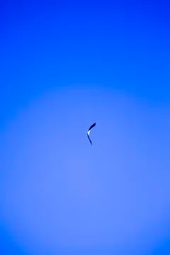 White-headed sea eagle flying in blue sky Foto stock
