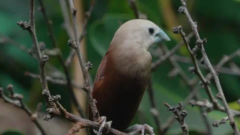 A white headed sparrow bird Stock Footage 271498873