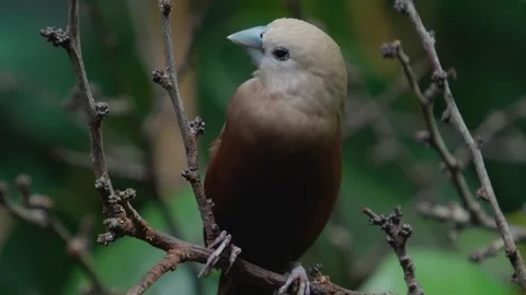 A white headed sparrow bird Stock Footage 271500580