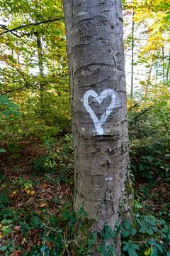 White heart written on the trunk of a tree in the middle of the forest Stock Photos