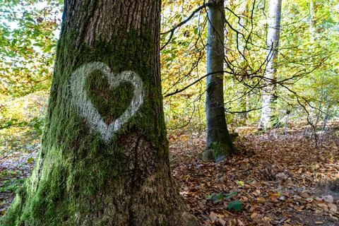 White heart written on the trunk of a tree in the middle of the forest Stock Photos