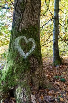 White heart written on the trunk of a tree in the middle of the forest Stock Photos
