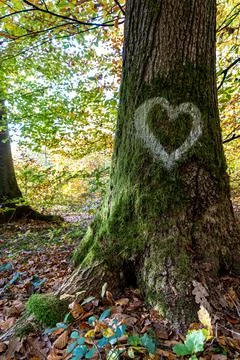 White heart written on the trunk of a tree in the middle of the forest Stock Photos