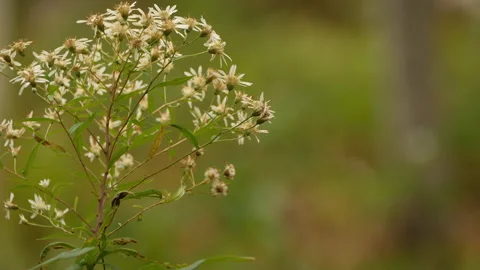 White heath aster flowers in bloom in late summer Stock Footage 231233823
