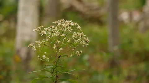 White heath aster flowers in bloom in late summer Stock Footage 231233906