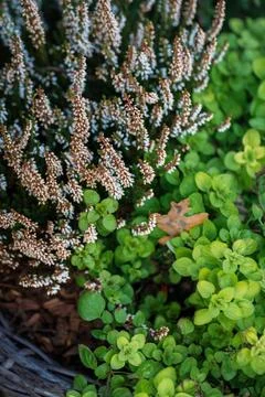 White heather potted close up, selective focus Stock Photos