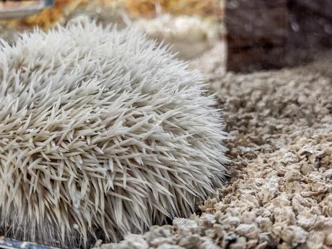 White hedgehog - closeup view 스톡 사진