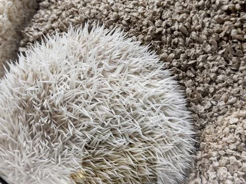 White hedgehog - closeup view Photos