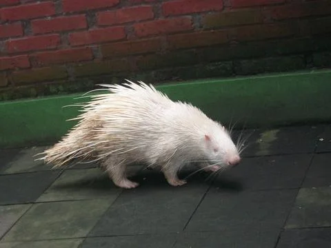 A White Hedgehog Stock Photos