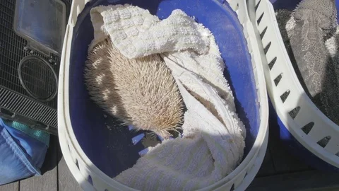 White Hedgehog Sleeping 4K Stock Footage 79636829