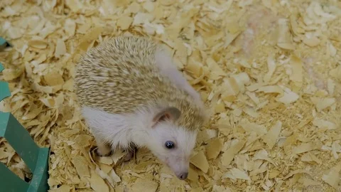 White Hedgehog in the Zoo Stock Footage
