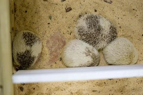 White hedgehogs curl up into a ball and sleep on sawdust. View from above Stock Photos