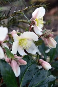 White hellebore blooming in springtime. Foto stock