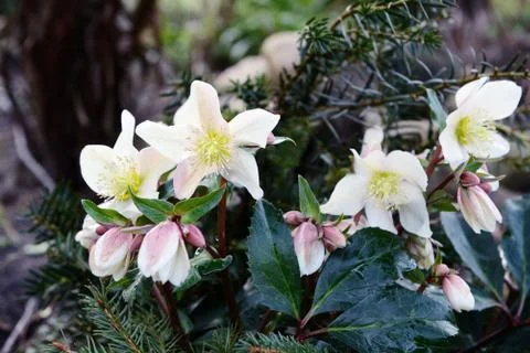 White hellebore blooming in springtime. Stock Photos