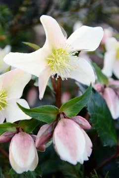 White hellebore blooming in springtime. Stock Photos