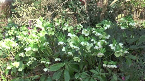 White Hellebore plant Video stock 73263042