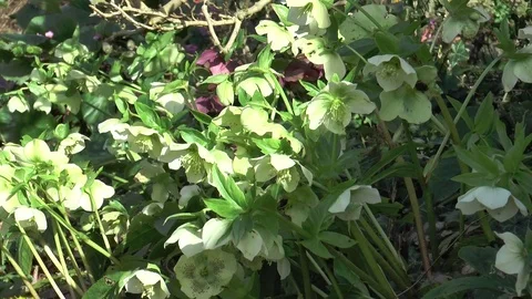 White Hellebore plants Video stock 73260551