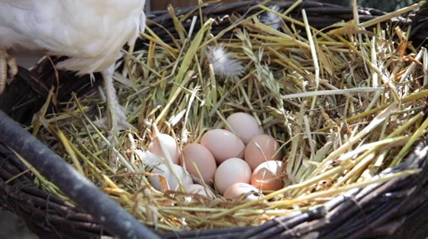 White hen and chicken with fresh eggs in straw nest at traditional organic farm Stock Footage 42156963
