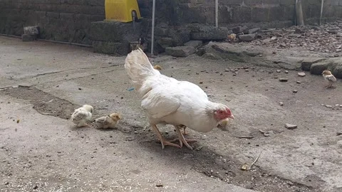 A white hen and her chicks are eating rice grains in the yard Stock Footage 280611587
