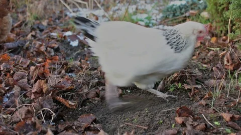 White hen in the backyard 스톡 동영상 83714329