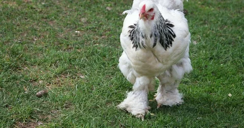 White hen with "boots" walking on grass and eating. Video stock 105573443
