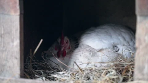 White hen brooding eggs in rustic wooden nest box Stock Footage 325619740