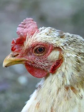 White Hen Chicken Head Stock Photos