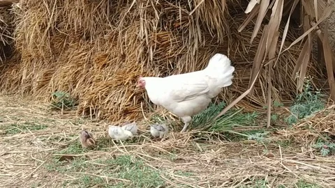 White Hen with Chickens Stock Footage 111392696