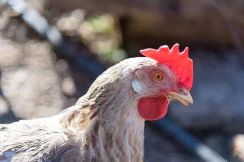 White hen close up Stock Photos